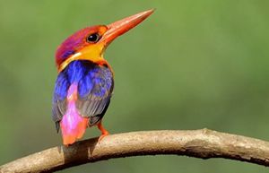 ave pequeña con vivos tonos anaranjados, azules y púrpuras posado sobre una rama.