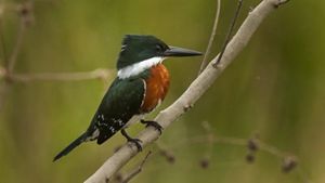 Ave pequeña con plumaje verde y naranja con pico negro posado sobre una rama cerca del agua.