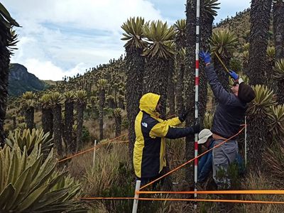 orgánico hay en la biomasa aérea, es decir, árboles y plantas, se usó la información recopilada en campo para determinar un valor promedio de carbono diez coberturas de la tie