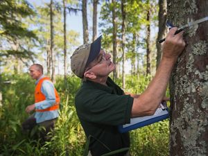 Personal de conservación mide arboles en un humedal.