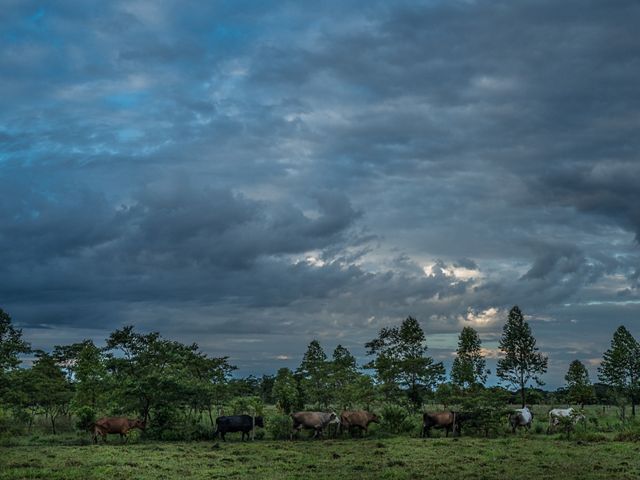 Edilson Ortiz Arango (61) with his herds or moves his cattle to be milked every morning. Edilson owns 12 cows that on average they make 20 liters that he sells for COP$ 900 per liter (USD $0.30). Edilson and his family of seven were displaced from Vista Hermosa, Meta in 1999 when the Colombian Government and FARC were undergoing peace negotiations and agreed to create a demilitarized zone in the region. FARC started to visit Edilson’s farm and he fear for his safety and of that of his family and left his farm and moved to Bogota. As part of reparation program for internally displaced victims in 2004. Edilson joined the Sustainable ranching program where he has been adopting sustainable practices to increase production, profits and climate changing patterns.