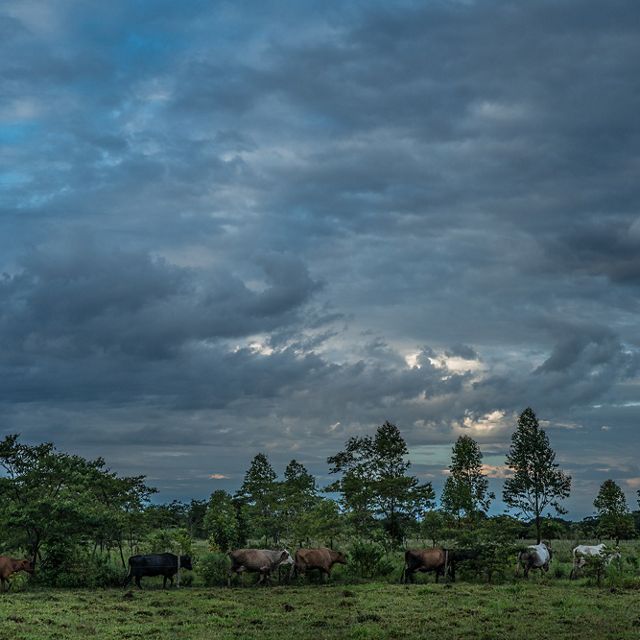 Edilson Ortiz Arango (61) with his herds or moves his cattle to be milked every morning. Edilson owns 12 cows that on average they make 20 liters that he sells for COP$ 900 per liter (USD $0.30). Edilson and his family of seven were displaced from Vista Hermosa, Meta in 1999 when the Colombian Government and FARC were undergoing peace negotiations and agreed to create a demilitarized zone in the region. FARC started to visit Edilson’s farm and he fear for his safety and of that of his family and left his farm and moved to Bogota. As part of reparation program for internally displaced victims in 2004. Edilson joined the Sustainable ranching program where he has been adopting sustainable practices to increase production, profits and climate changing patterns. 