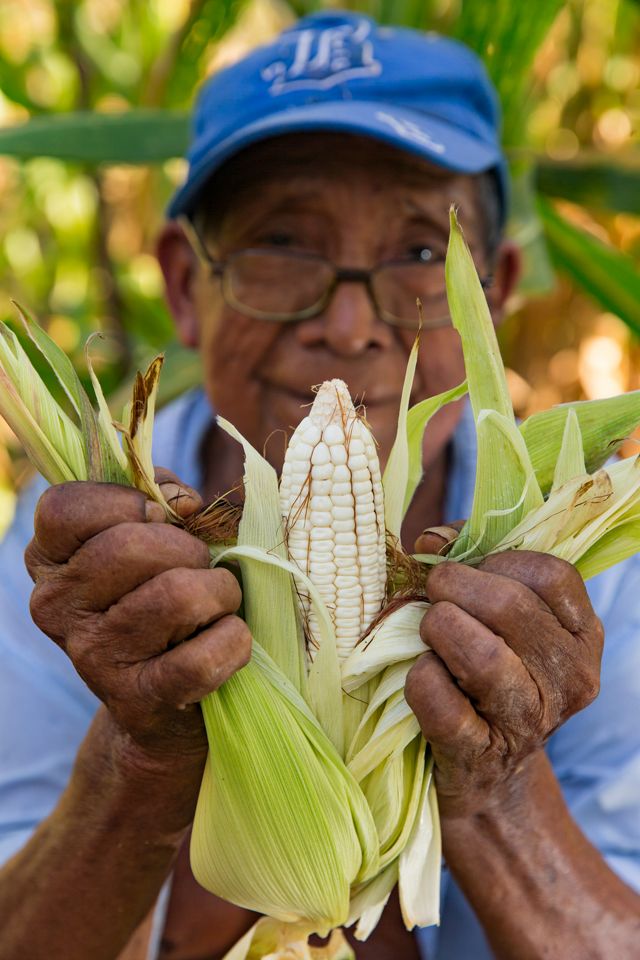 muestra el maíz cosechado en su “milpa” 