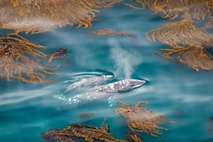 Ballena gris y su cría en el océano.