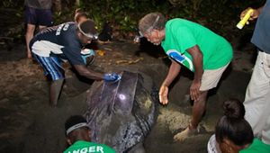La gente se reúne en una playa de arena por la noche, observando atentamente una gran tortuga laúd mientras desova.