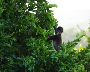 en la Reserva de la Biosfera Maya, Guatemala