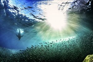 Un delfín nada con gracia bajo el agua, rodeado por un banco de peces pequeños.