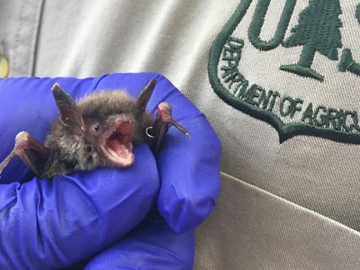 Una persona con guantes azules sostiene con cuidado un pequeño murciélago, lo que resalta el tamaño y la textura del mismo.