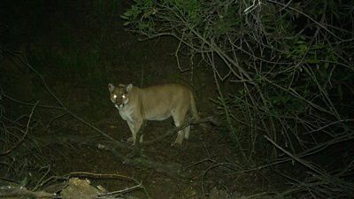 Un puma de noche con ojos brillantes en medio del bosque.