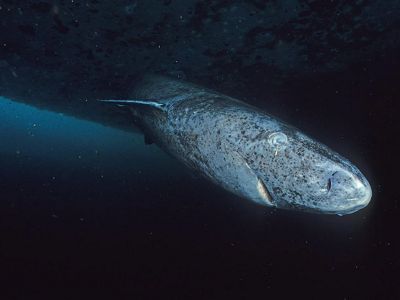 Tiburón de Groenlandia