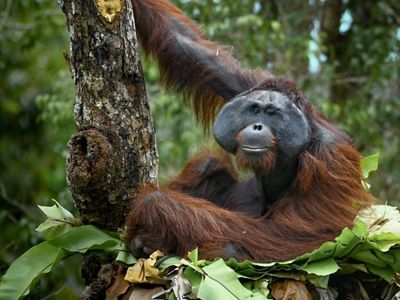 Orangután macho en su nido en la copa de los arboles.