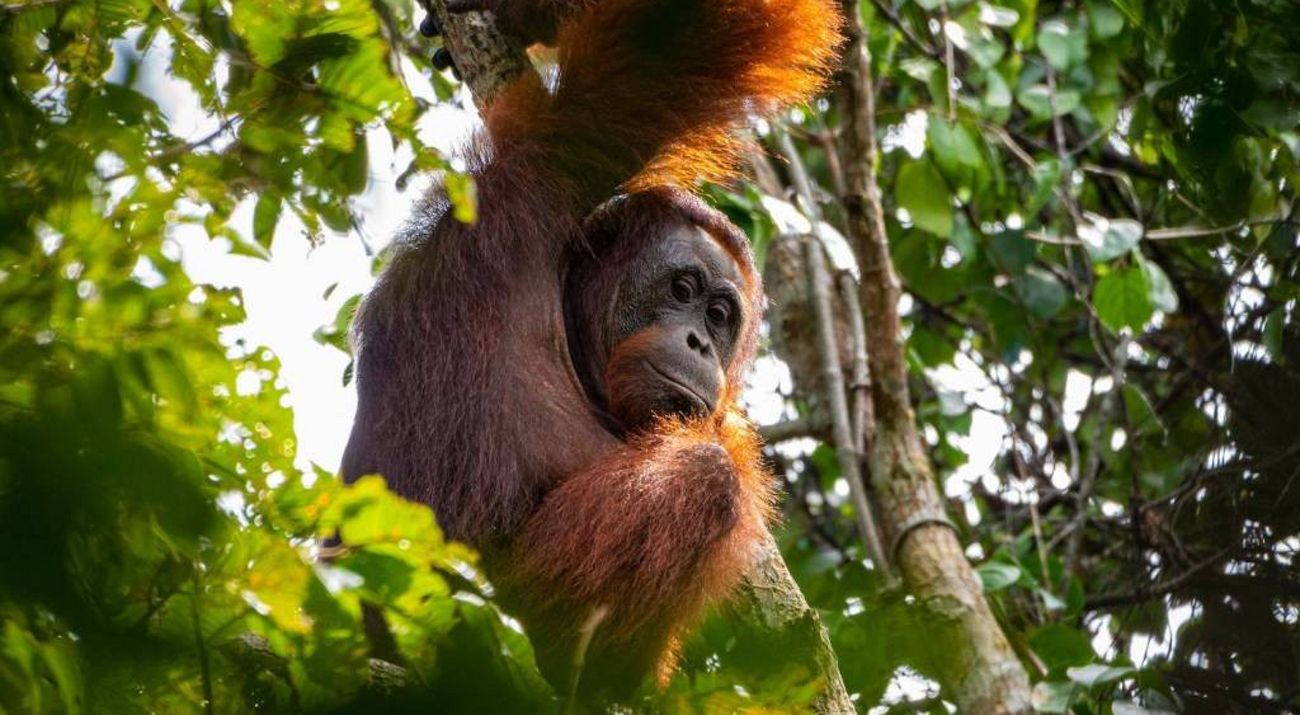 Orangután entre las ramas de copas frondosas.