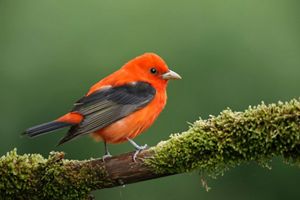  Una vibrante tangara escarlata se posa sobre una rama cubierta de musgo, mostrando su cuerpo de color rojo brillante y sus alas negras que contrastan con el fondo verde suave.