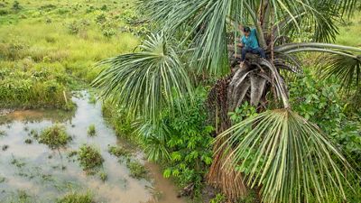 Persona recoge frutos en la copa de una palma.