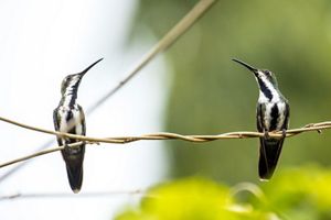 Toma de dos colibría