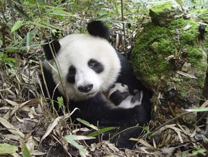 Panda gigante con su cría.