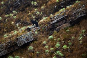 a black bear in the Paramos ecosystem.