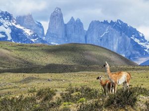 Paisaje andino con cumbres nevadas y guanacos.