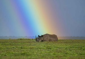 Rinoceronte descansa bajo un arcoiris.