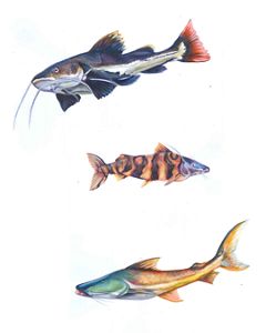Uma ilustração que representa três tipos distintos de peixes, mostrando suas cores e formas únicas em uma vibrante cena subaquática.