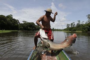 Um homem usando um chapéu de palha pesca um grande peixe de uma pequena embarcação em um rio. A cena é cercada por uma vegetação exuberante, criando um ambiente tranquilo ao ar livre.
