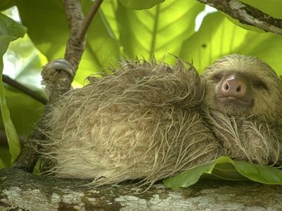 Perezoso descansando en naturaleza.
