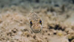 Diminuto pez globo nadando de frente a la cámara.