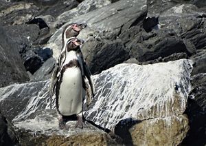 Pingüinos de Humboldt