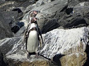 Dos pingüinos parados sobre rocas.