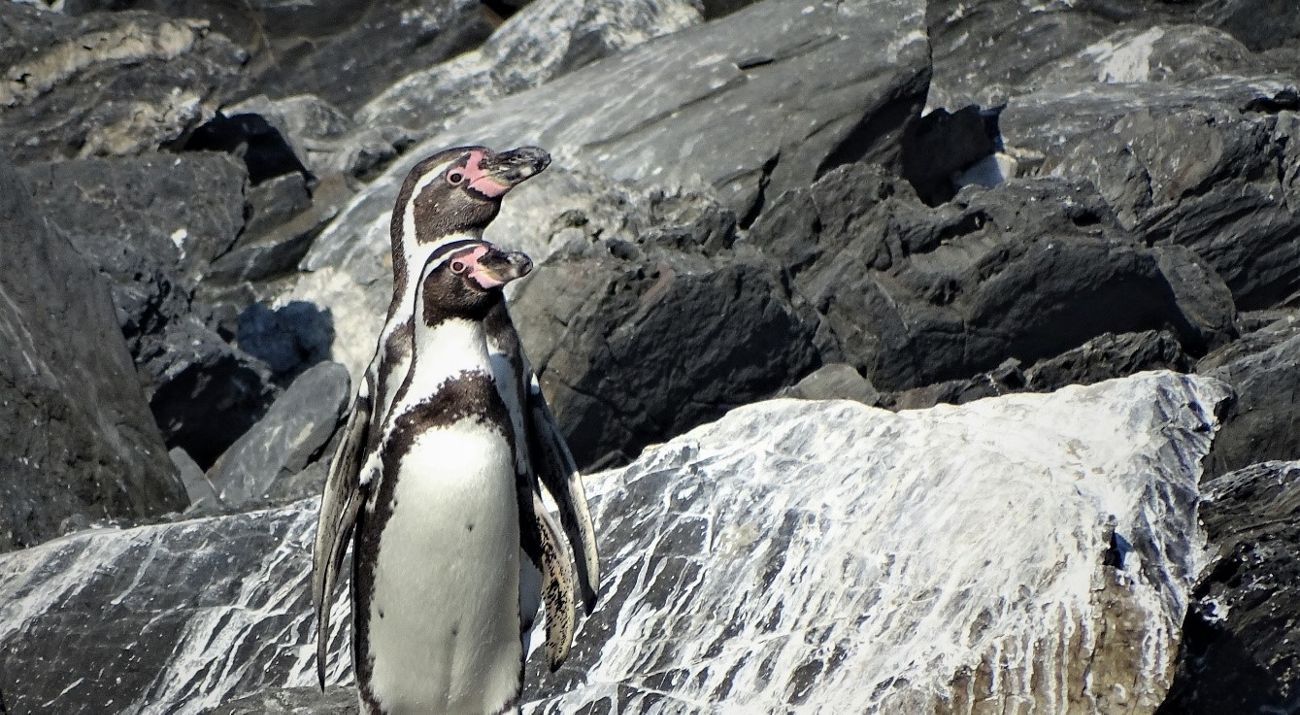 Dos pingüinos parados sobre rocas.