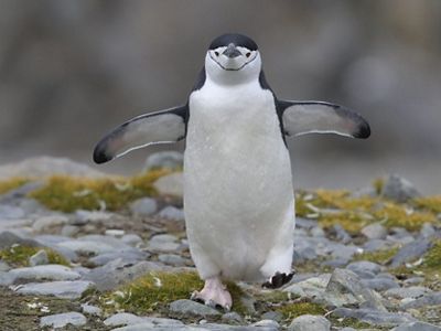 Pingüino caminando en naturaleza.