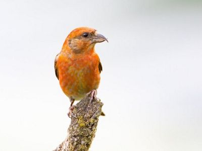 Vista frontal de un ave anaranjada viendo de lado.