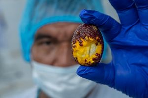A man wearing a blue glove holds an Amazonian fruit, showing a playful interaction with the fruit.