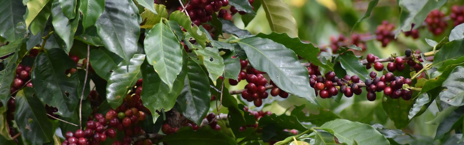 Planta de café en el Salvador