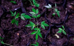  Las plántulas verdes jóvenes con hojas brillantes crecen en un suelo oscuro rico en nutrientes, transmitiendo una sensación de crecimiento y renovación en un entorno natural.