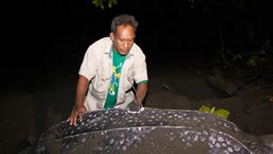 Una persona examina una gran tortuga laúd por la noche en una playa de arena.