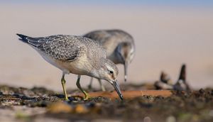  Dos aves con plumaje moteado buscan alimento en una orilla arenosa, picoteando el suelo con sus picos.