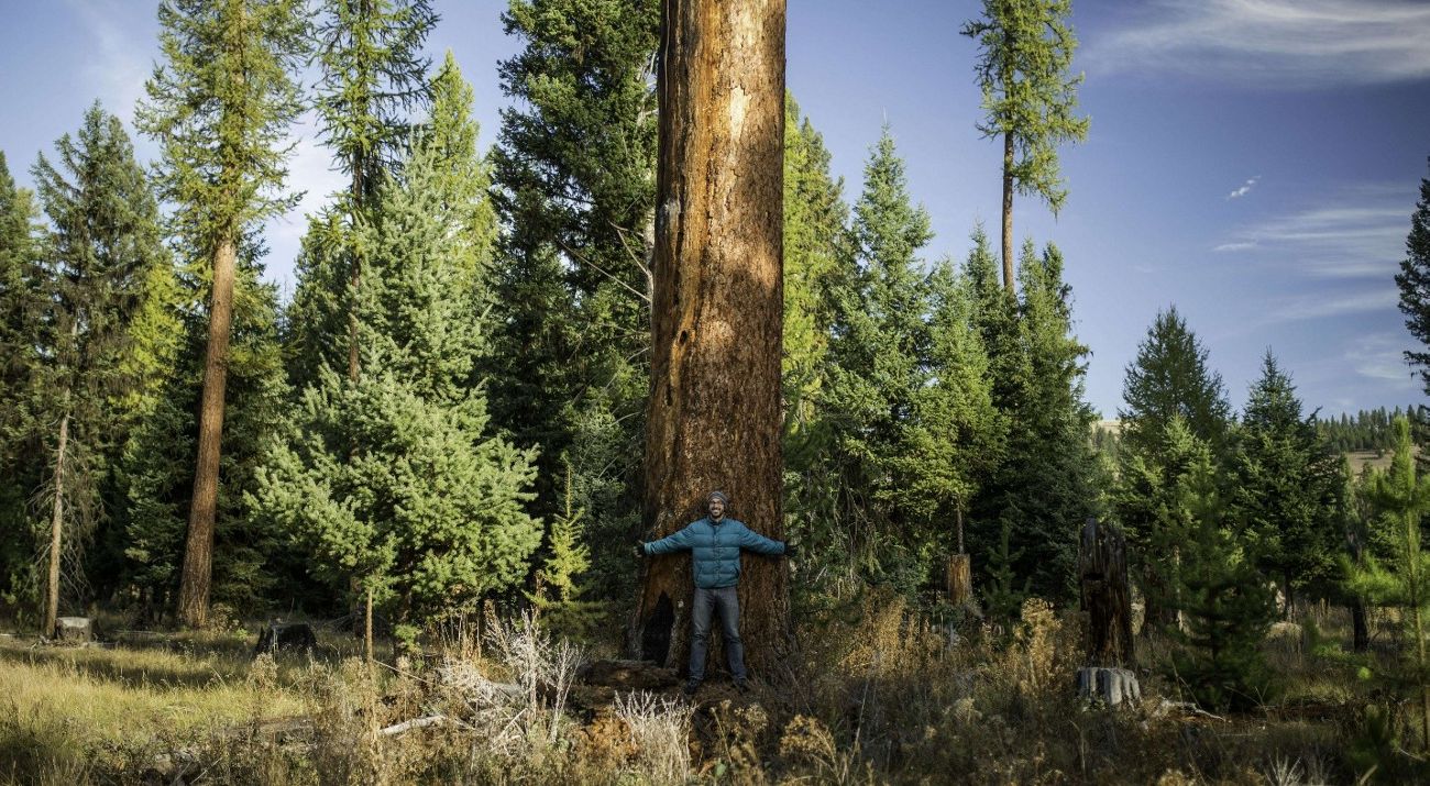 Hombre de pie contra un enorme tronco de pino ponderosa con bosque de fondo.