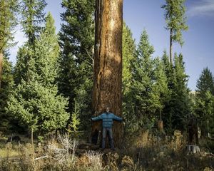 Un guardia de la Reserva Costera de Valdivia entre dos alerces gigantes cubiertos de musgo y hojas.