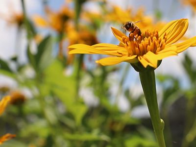 de restauración comienzan a ser visibles, algunos polinizadores han vuelto a los jardines de la finca.