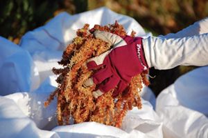  Una mano enguantada sostiene un manojo de musgo de color marrón anaranjado sobre un saco blanco.