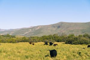 Un rebaño de vacas pastando pacíficamente en un exuberante campo verde bajo un cielo azul claro.