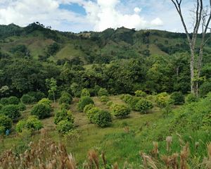 Diversos árboles se ven en una zona que colinda con colinas