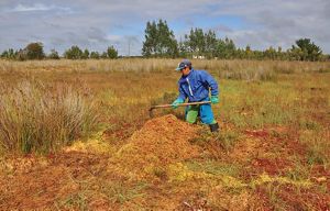  Una persona con chaqueta azul y guantes trabaja con una herramienta en un campo de hierba, recogiendo musgo de color marrón rojizo bajo un cielo nublado.
