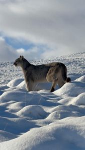Un león de montaña camina con gracia por un paisaje nevado, dejando huellas de sus patas en la nieve fresca.