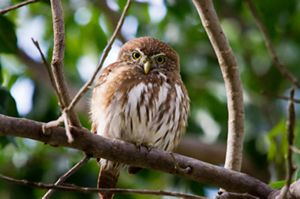 A small owl with brown and white feathers perches on a tree branch, surrounded by green leaves. It gazes directly, appearing alert and curious.