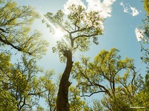 Un árbol iluminado por el sol con la luz del sol filtrándose a través de sus hojas, creando una atmósfera cálida y acogedora.
