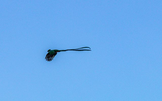 Un pájaro volando con gracia por un cielo azul claro, con las alas extendidas contra el fondo de esponjosas nubes blancas.