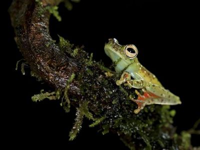 Rana verdosa sobre la rama de un árbol húmedo.