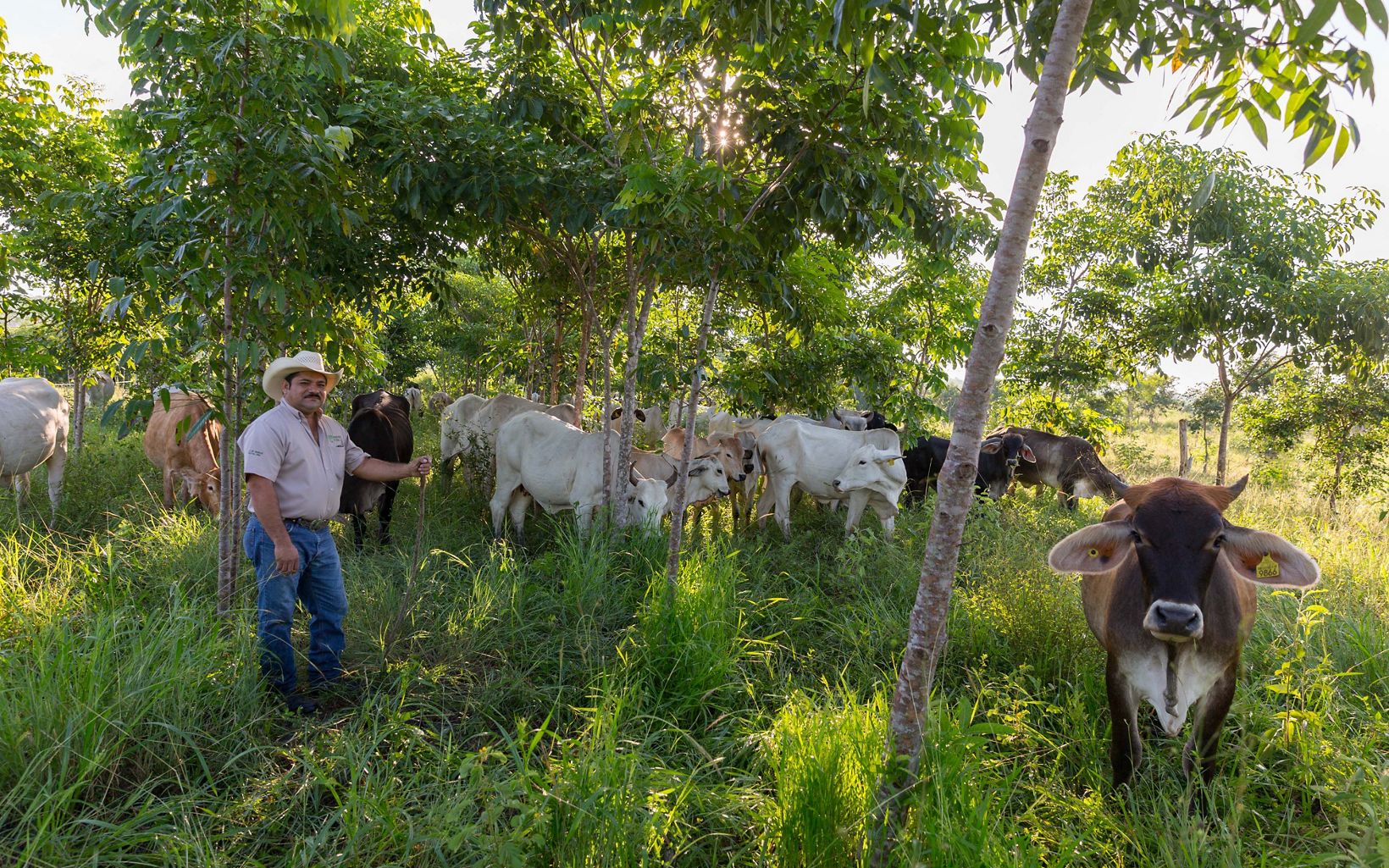 
                
                  Silvopastorales El ranchero José Palomo se encuentra debajo de los árboles de sombra en su pasto "silvopastoral" en su rancho Los Potrillos en Becanchen, Yucatán, México. 
                  © Erich Schlegel
                
              